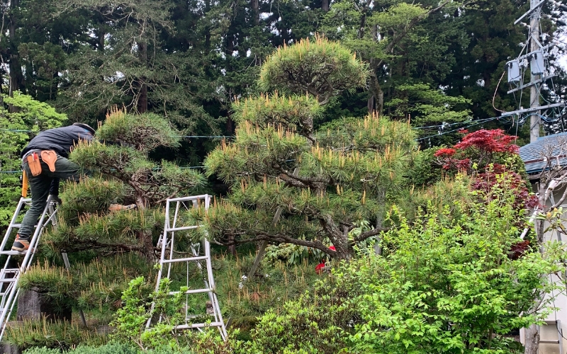 春の新芽摘み