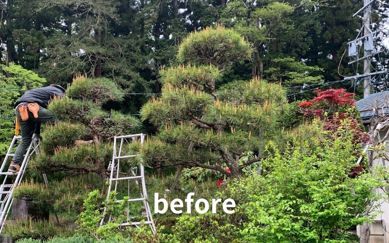 施工前の写真。松からたくさんの新芽が上に伸びています。