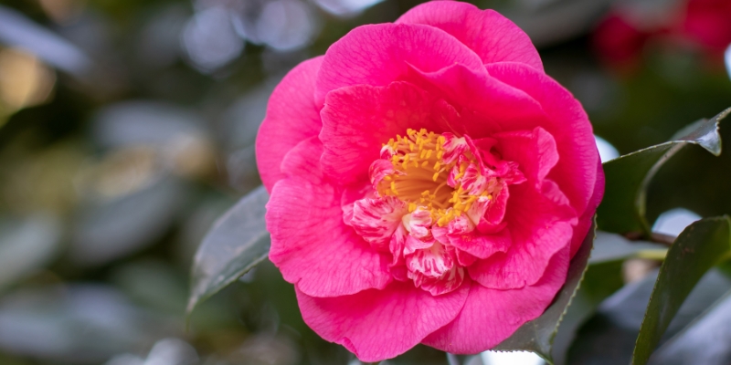 ツバキの剪定イメージ