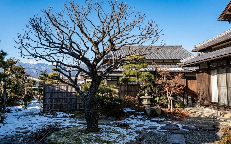 梅の木の剪定後の枝ぶり