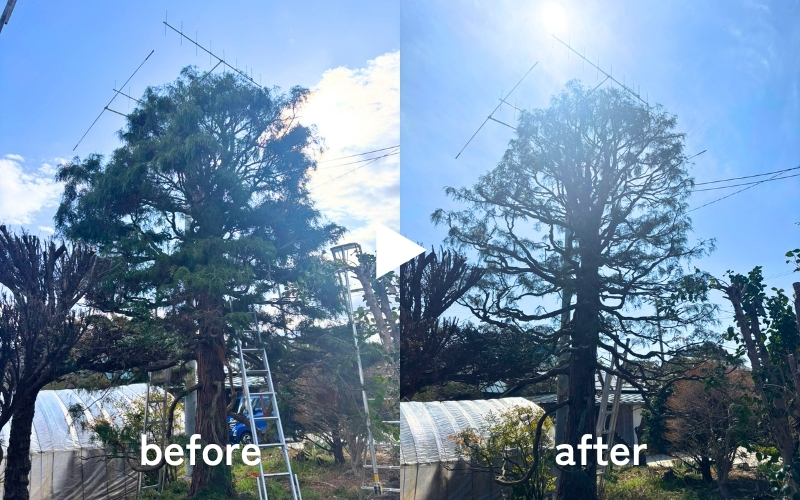 イトヒバの剪定before/after｜長野市松代