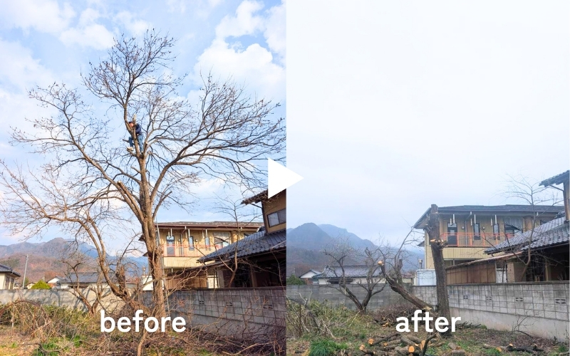 カキの枝おろしbefore/after｜長野市松代