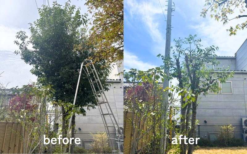 カシの剪定before/after｜長野市