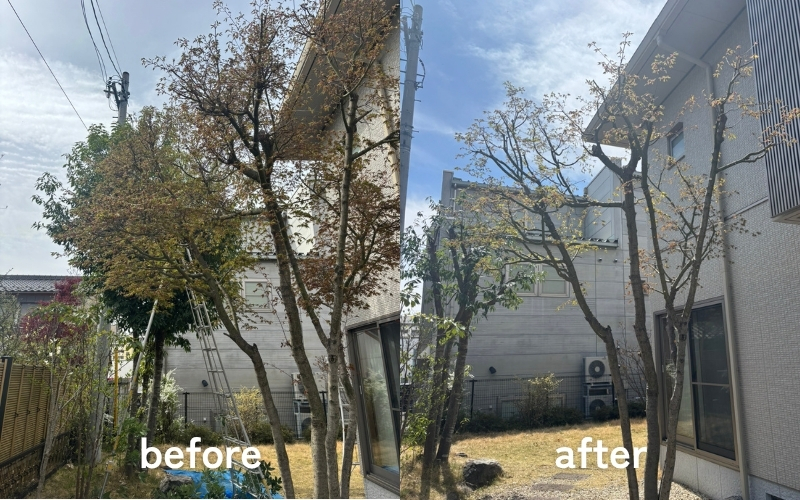 モミジの剪定before/after｜長野市