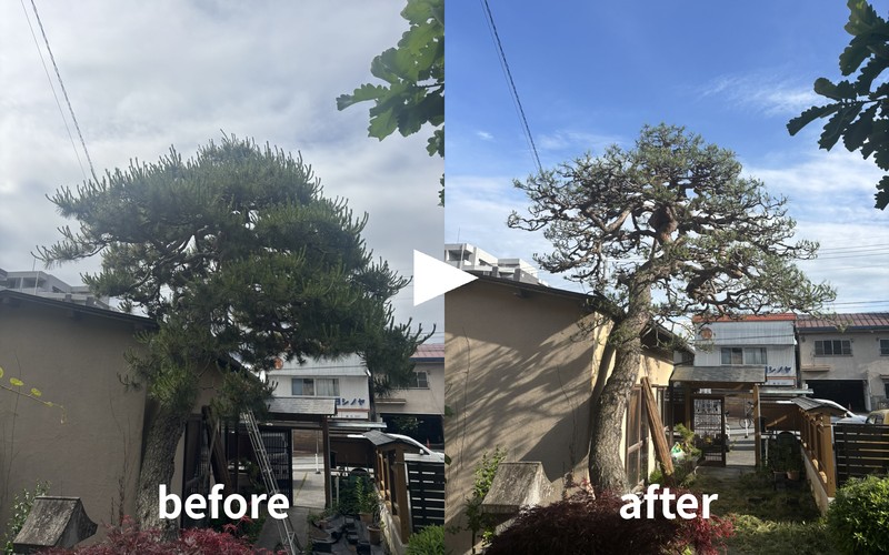 赤松の剪定before/after｜長野市