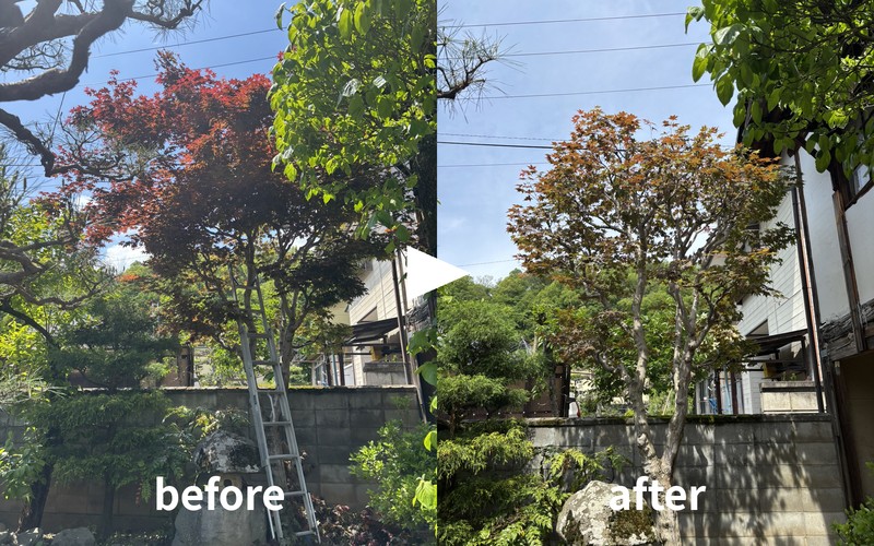 ノムラモミジの透かし剪定before/after｜長野市