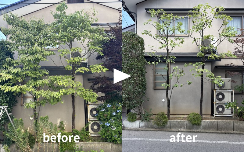 ハナミズキの剪定before/after｜長野市