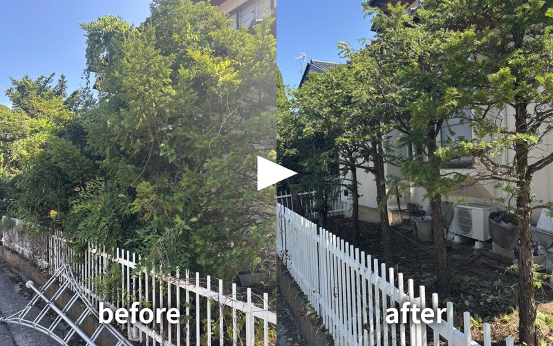 イチイの剪定before/after｜長野市